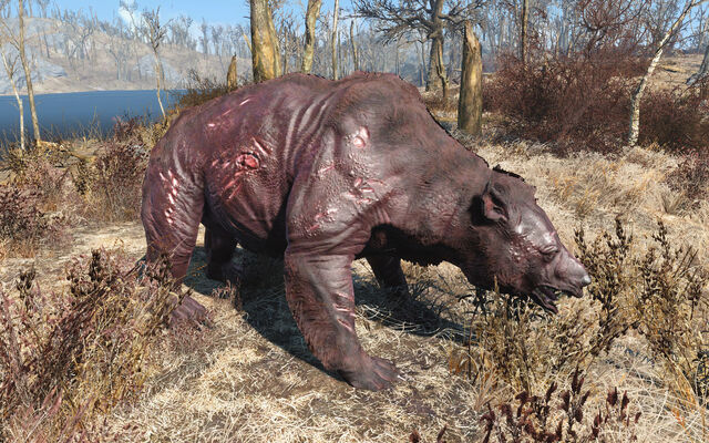 File:Fo4 dusky yao guai.jpg