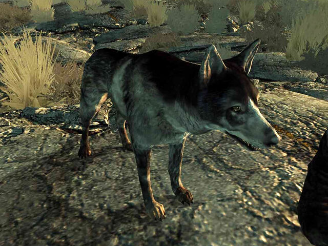 Dosya:Dogmeat FO3.jpg