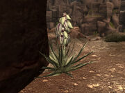Bighorner banana yucca