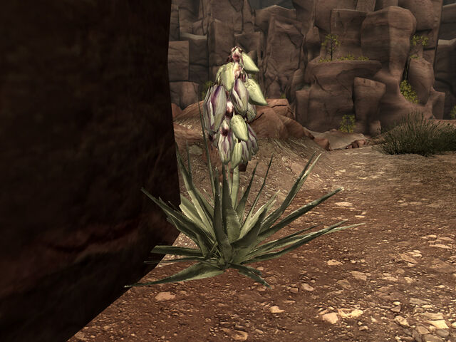 File:Bighorner banana yucca.jpg