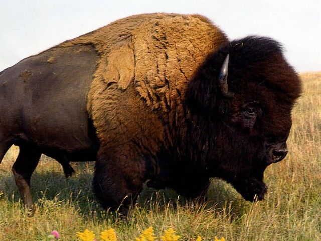 File:Buffalo.jpg