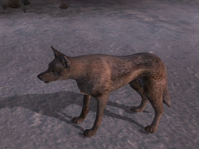 File:Coyotefnv.png