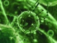 FEV virus.jpg