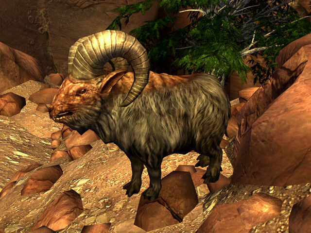 File:LM bighorner calf.jpg
