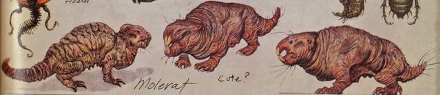 File:Mole ratCA.jpg