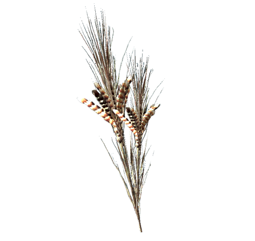 File:Razorgrain.png