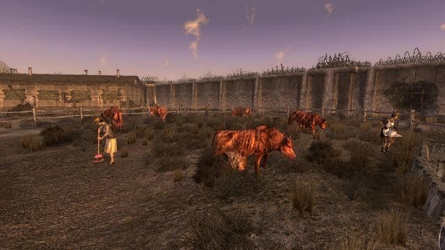 File:Cimsonbrahminherd.jpg