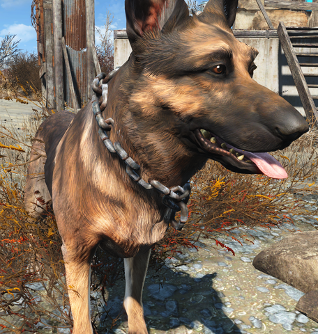File:Chained dog collar worn.png