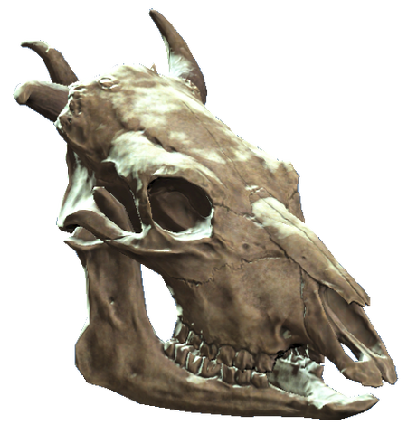 File:Brahmin skull.png