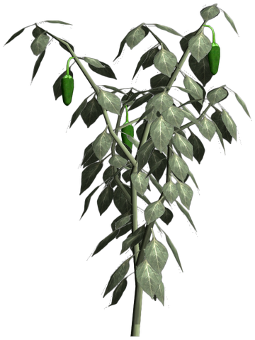 File:Jalapeno-plant.png