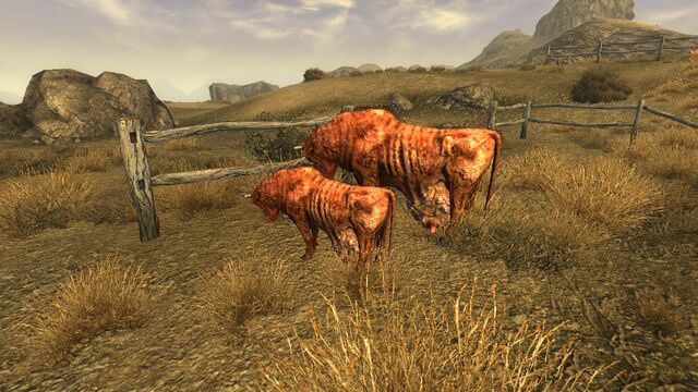 File:Malnourishedbrahmin+calf.jpg