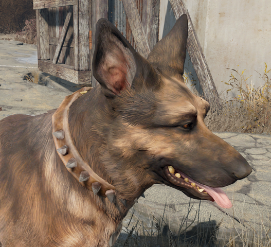 File:Spiked dog collar worn.png