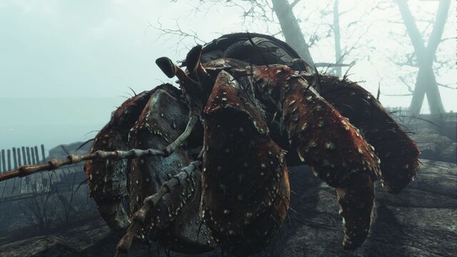 File:Savage hermit crab.jpg