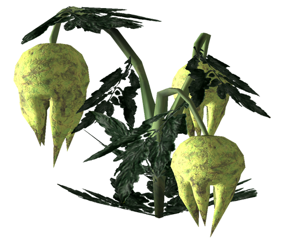 File:Punga fruit Plant 2.png