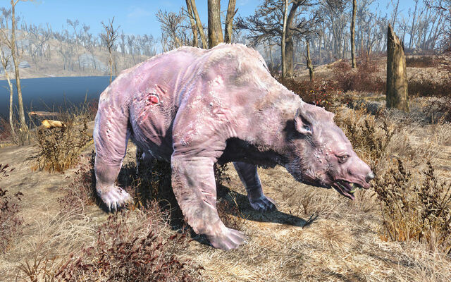 File:Fo4 albino yao guai.jpg