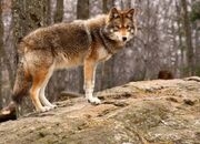 861539-coyote-standing-on-a-rock