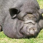 File:Pig.jpg