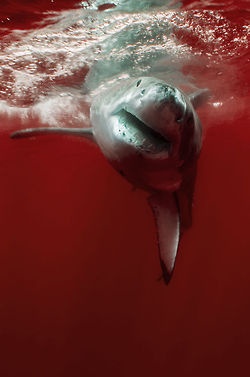 requin deadfix terror fofuxo rhb rbs fanon sharky stayfreshpl 