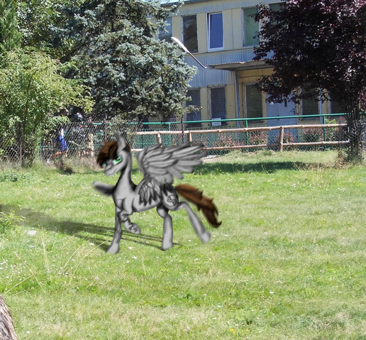 Plik:StanleySharpTło PapajaZmiennoksztaltna.png
