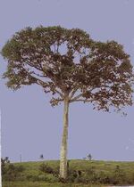 Ceiba-tree.jpg