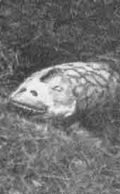 Tatzelwurm2.jpg