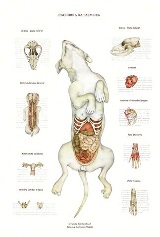 Ficheiro:CachorraPalmeira.jpg