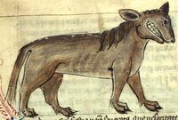 Leucrocota.jpg