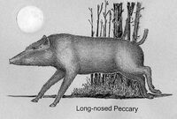 Mylohyus.jpg