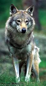 Lobo.jpg