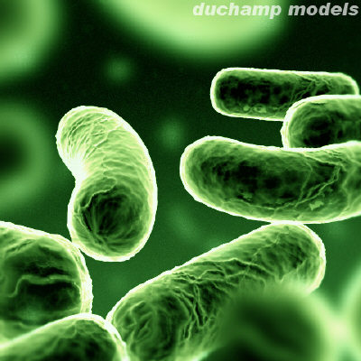 File:Bacteria5.jpg