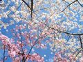 Thumbnail for version as of 10:42, April 8, 2011