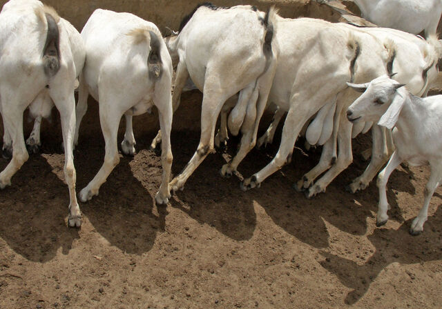 File:Somali goat butt.jpg
