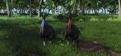 Farcry cassowary