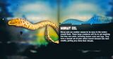 Moray Eel