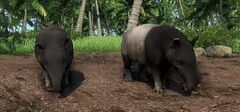 TAPIR2