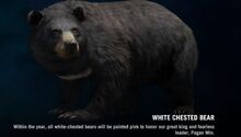 WhiteBear page