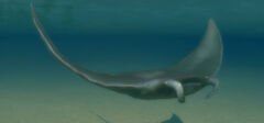 468px-Manta Ray