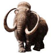 Elder Mammoth