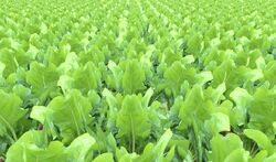 Sugar Beet ripe