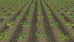 Potato ripe