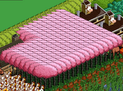 Cherry Tree Sea