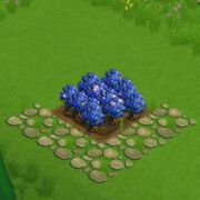 BlueberryField