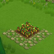 MixedPepperField