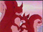 Red Squirrels