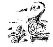 Lizards