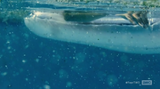 Nick in the pool