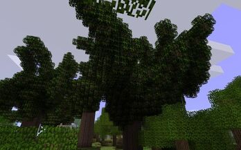 RP RubberTree