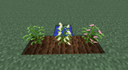 Cotton Growth