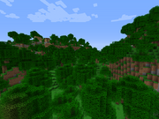 Rain Forest