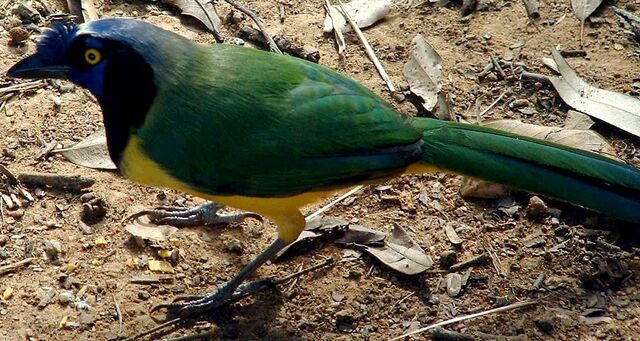 File:Inca Jay.jpg